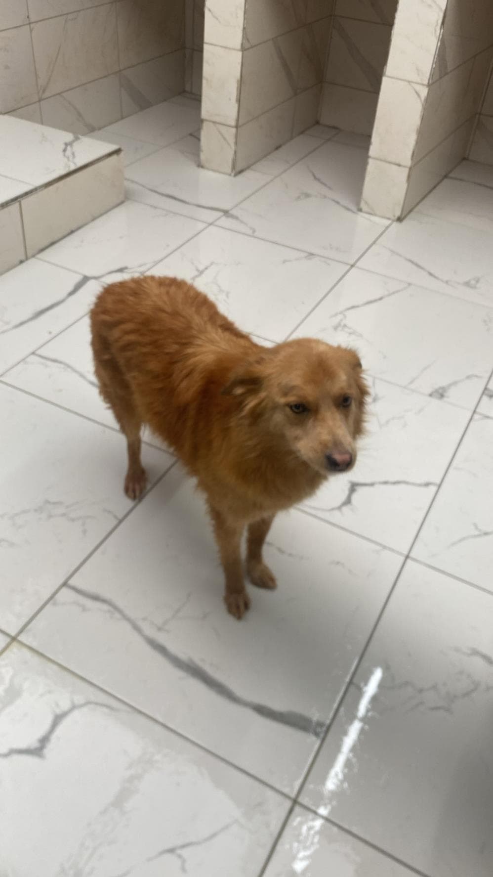 Balkız Melez Köpek, İstanbul