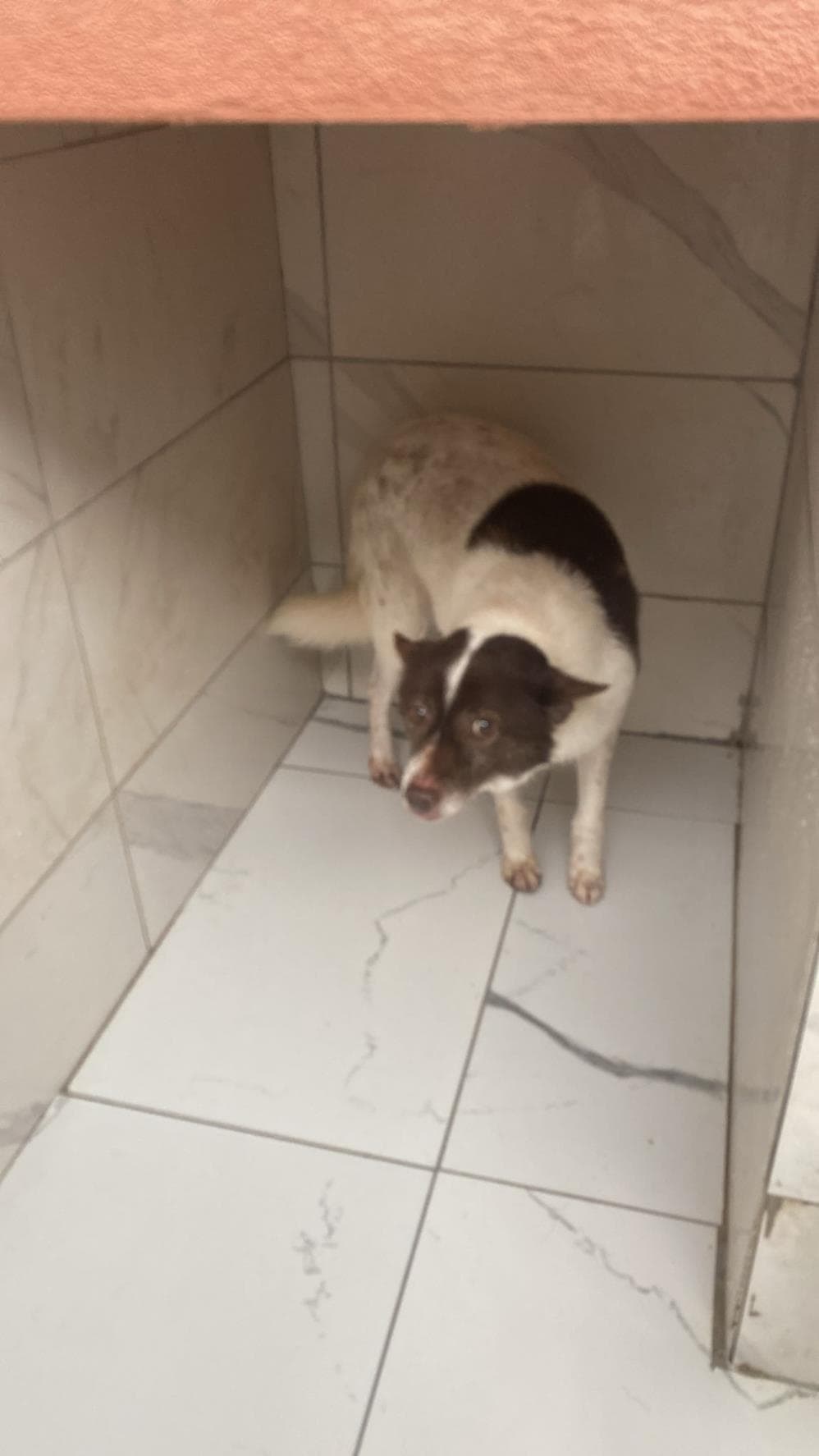 Mango Melez Köpek, İstanbul