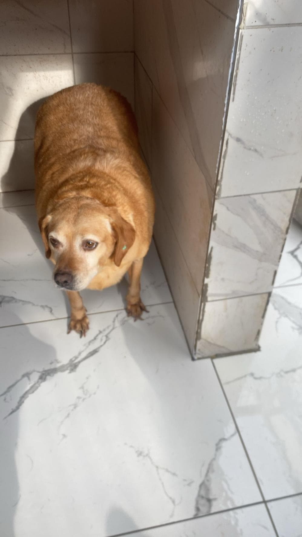 Toprak Melez Köpek, İstanbul