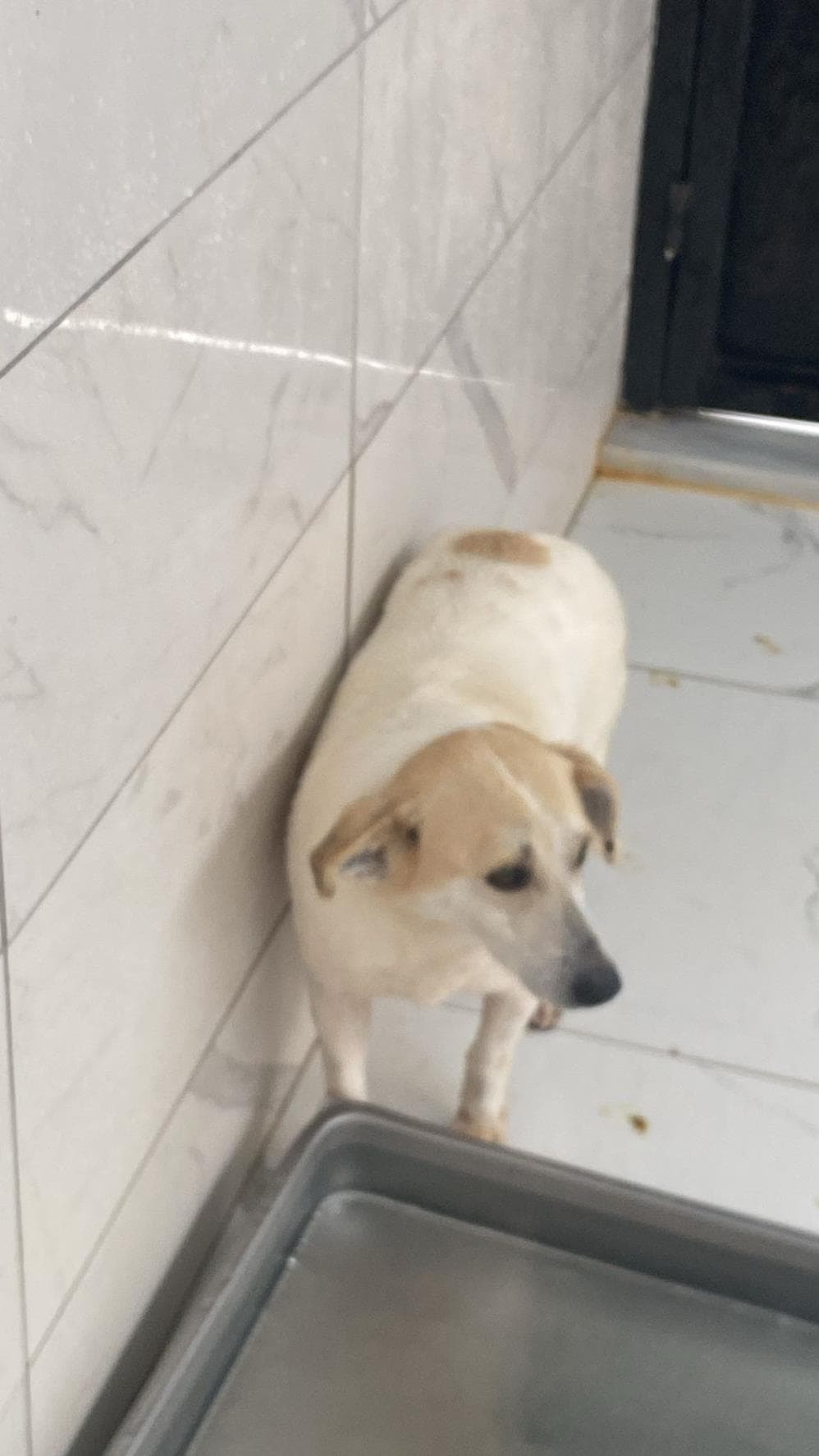 Çorap Melez Köpek, İstanbul