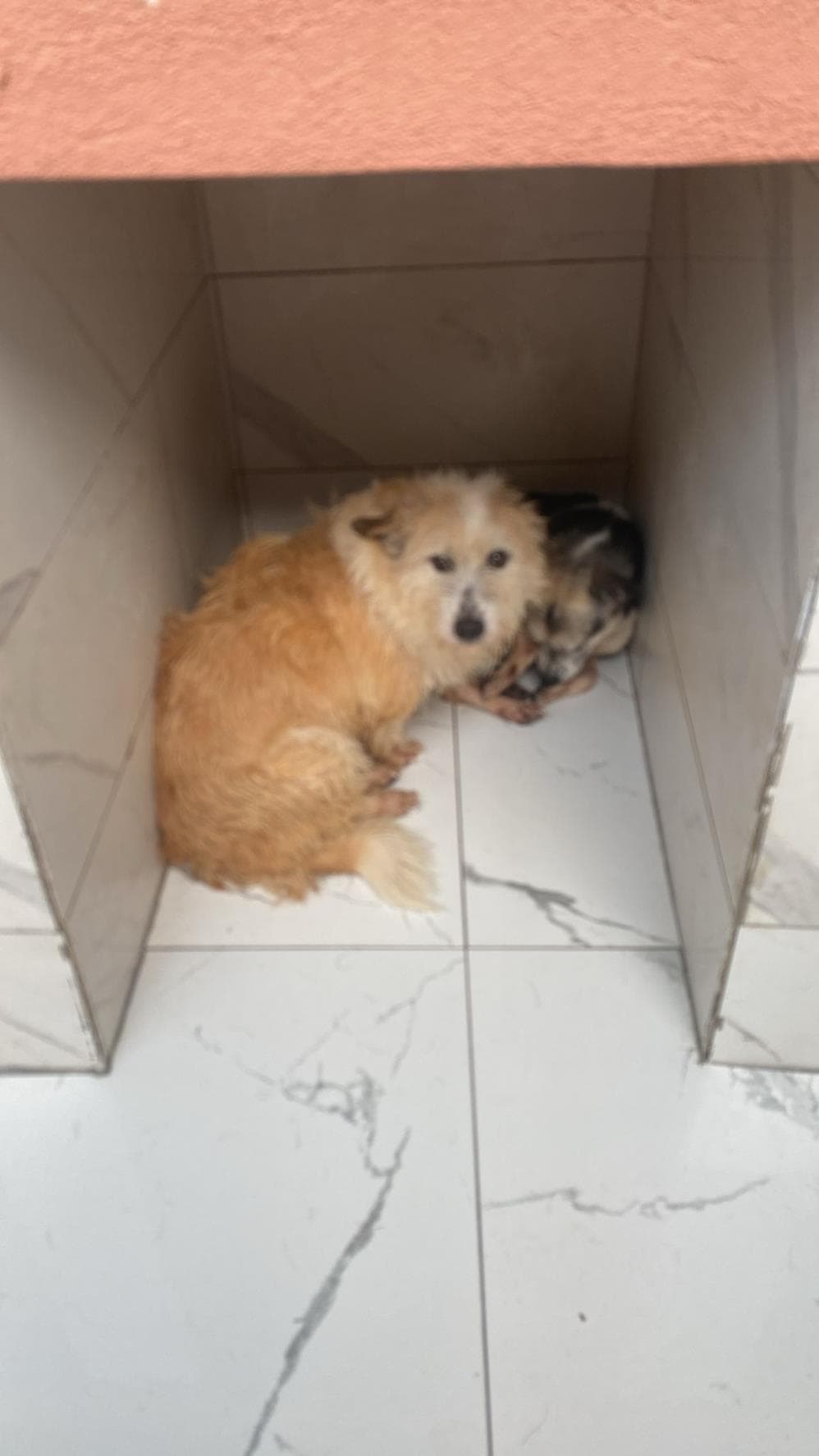 Dut Melez Köpek, İstanbul