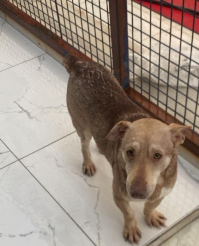 Shrek Melez Köpek, İstanbul