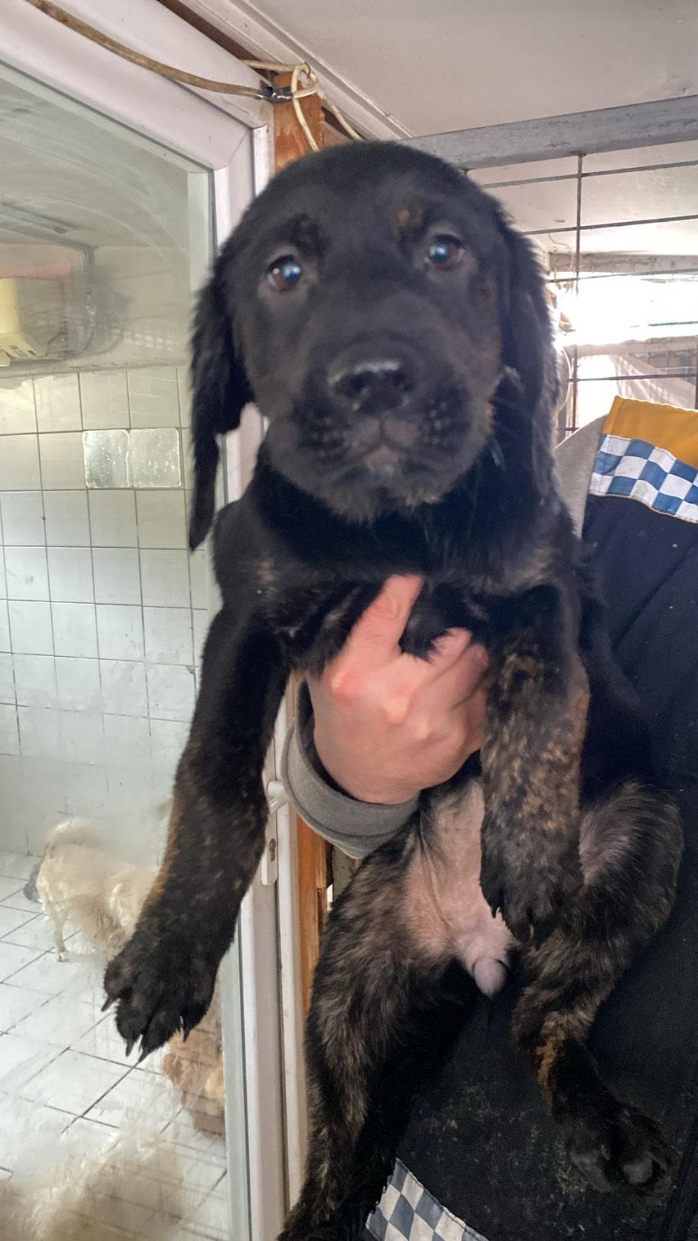 Biber Labrador Retriever Köpek, İstanbul