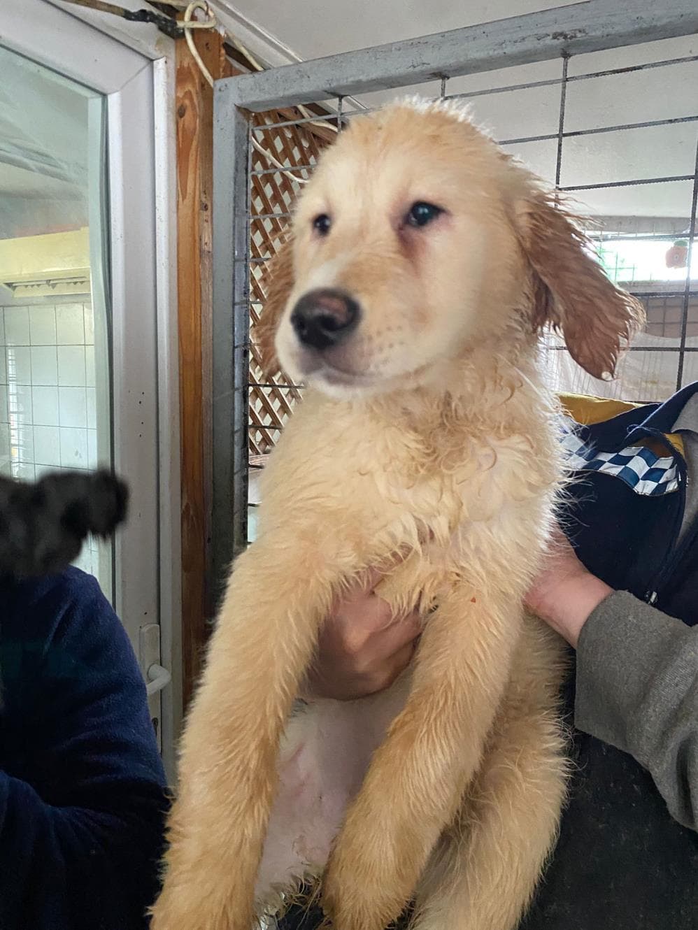 Limon Melez Köpek, İstanbul