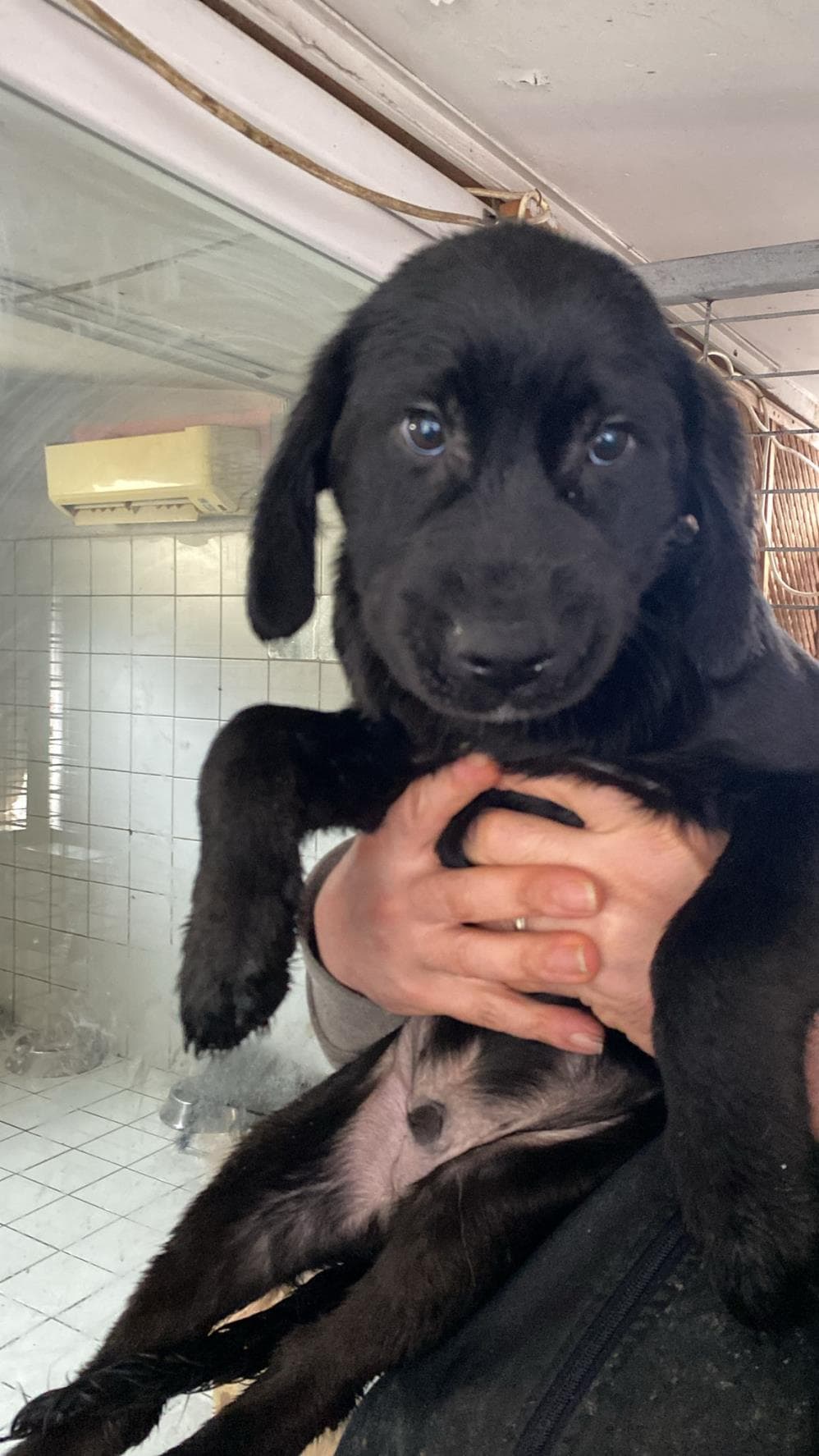 Kömür Labrador Retriever Köpek, İstanbul