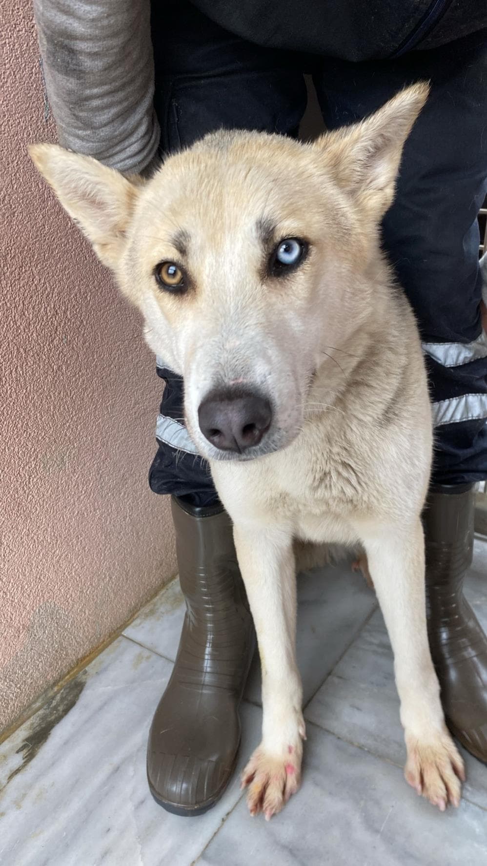 Köfte Melez Köpek, İstanbul