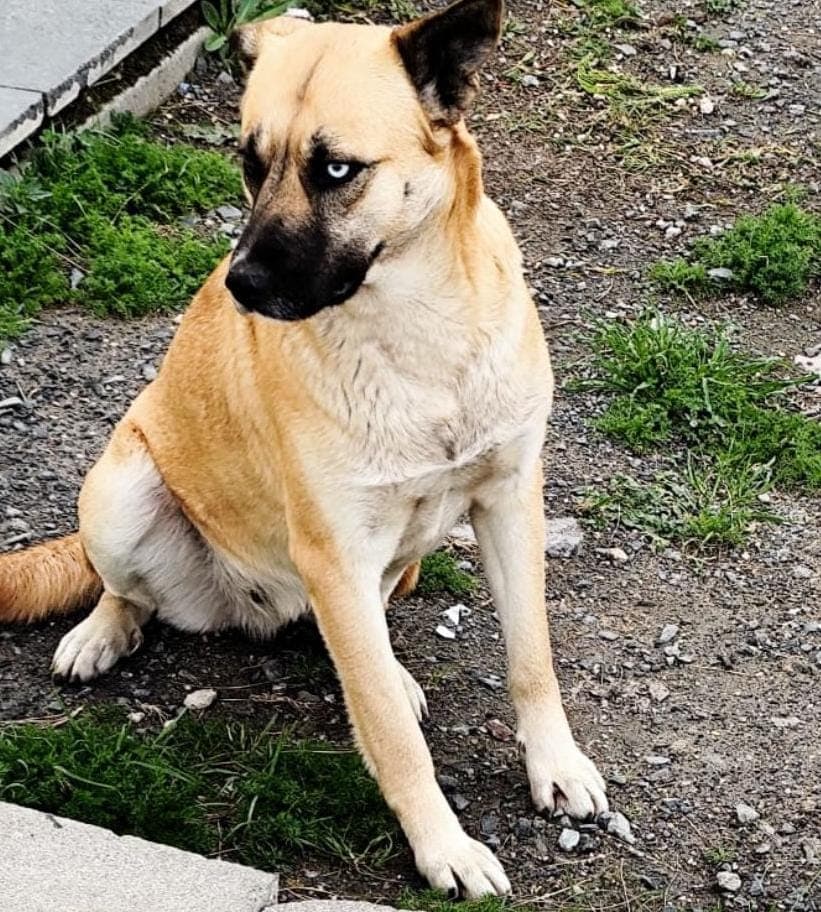 Maviş Melez Köpek, İstanbul