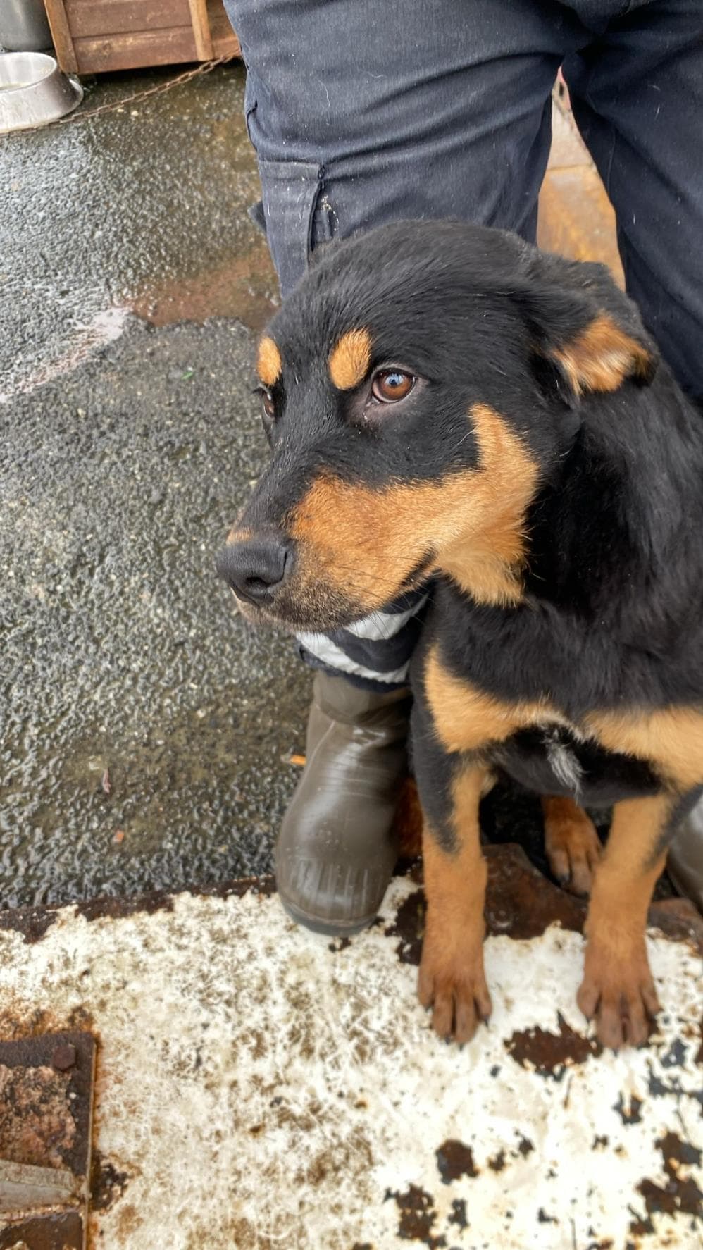 Poli Rottweiler Köpek, İstanbul