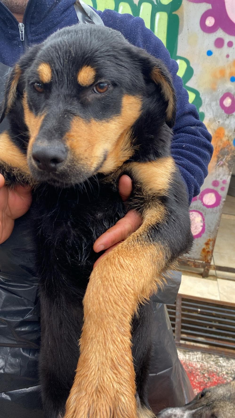 Papsi Rottweiler Köpek, İstanbul