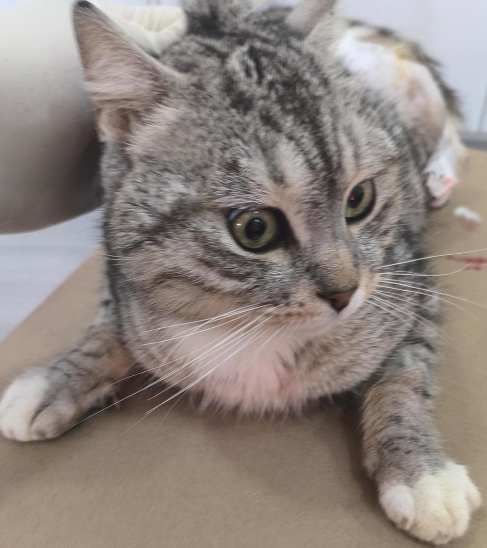Bıdık Tekir Kedi, İstanbul