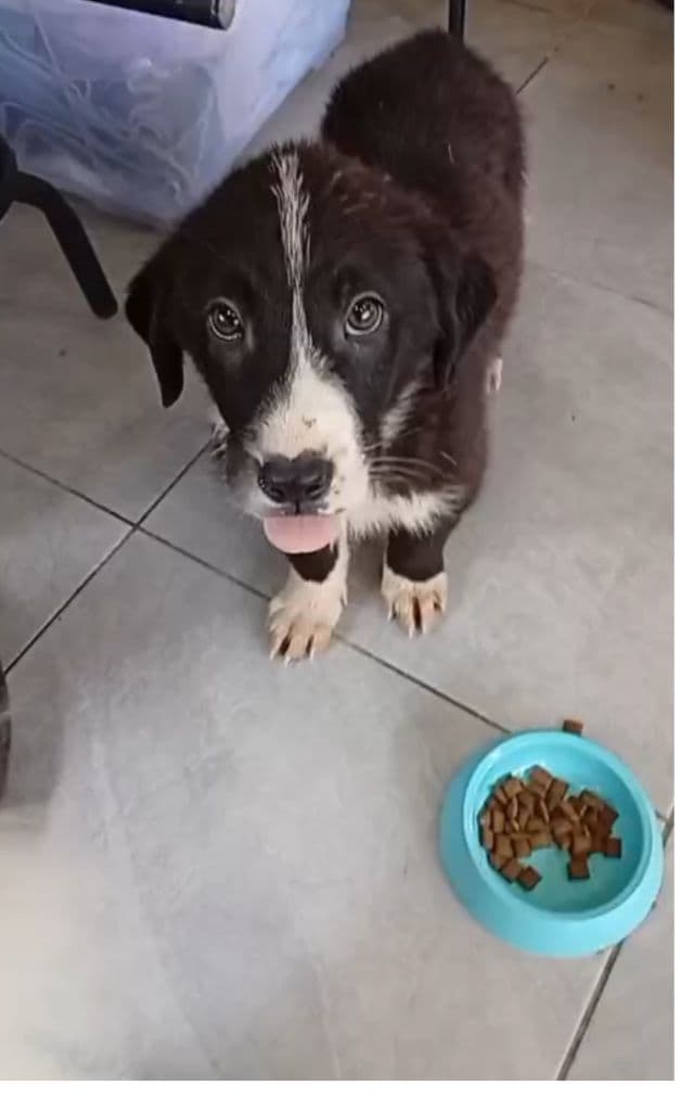Zoro Melez Köpek, İstanbul