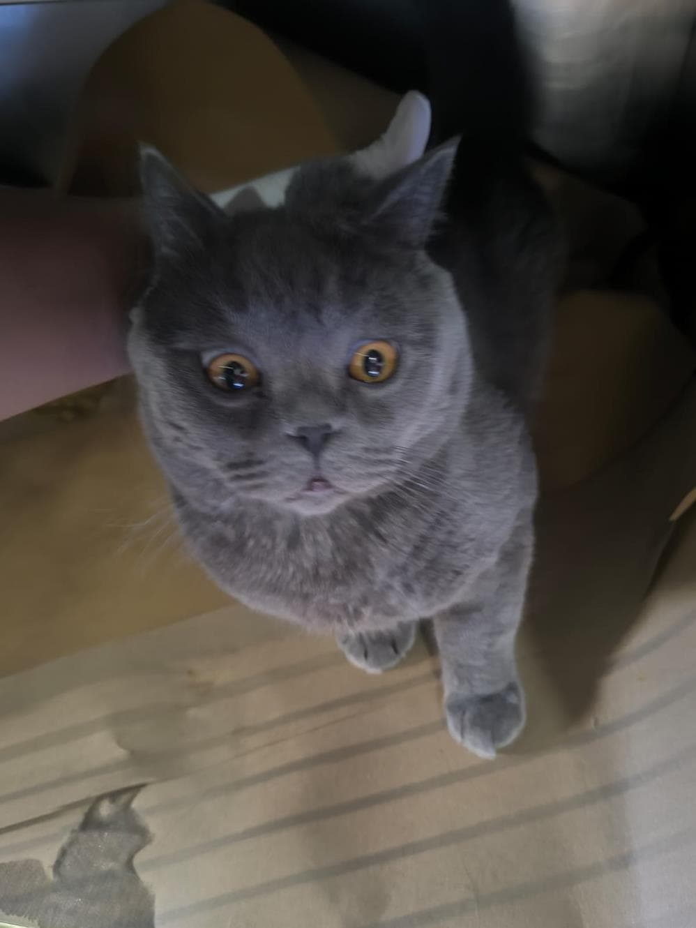 Gri Scottish Fold Kedi, İstanbul