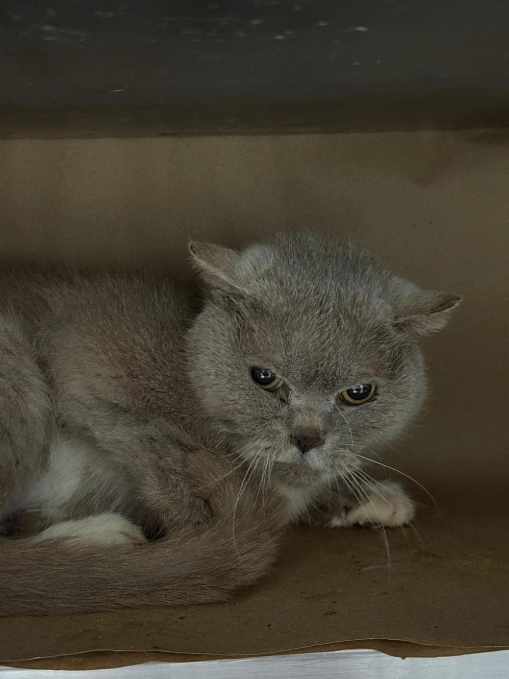 Pamuk British Shorthair Kedi, İstanbul