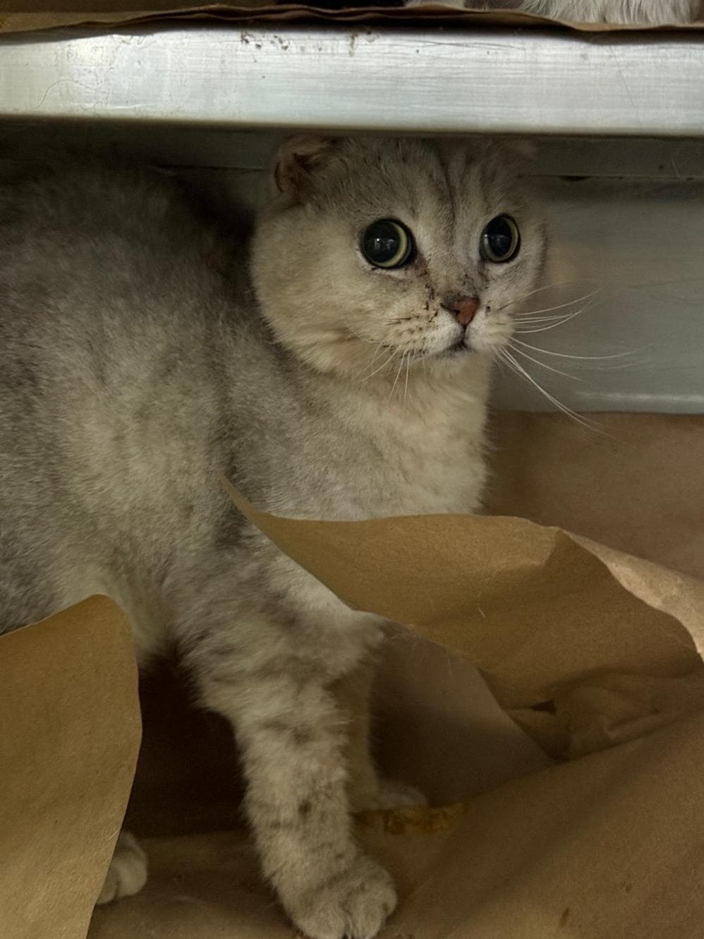 Olips Scottish Fold Kedi, İstanbul