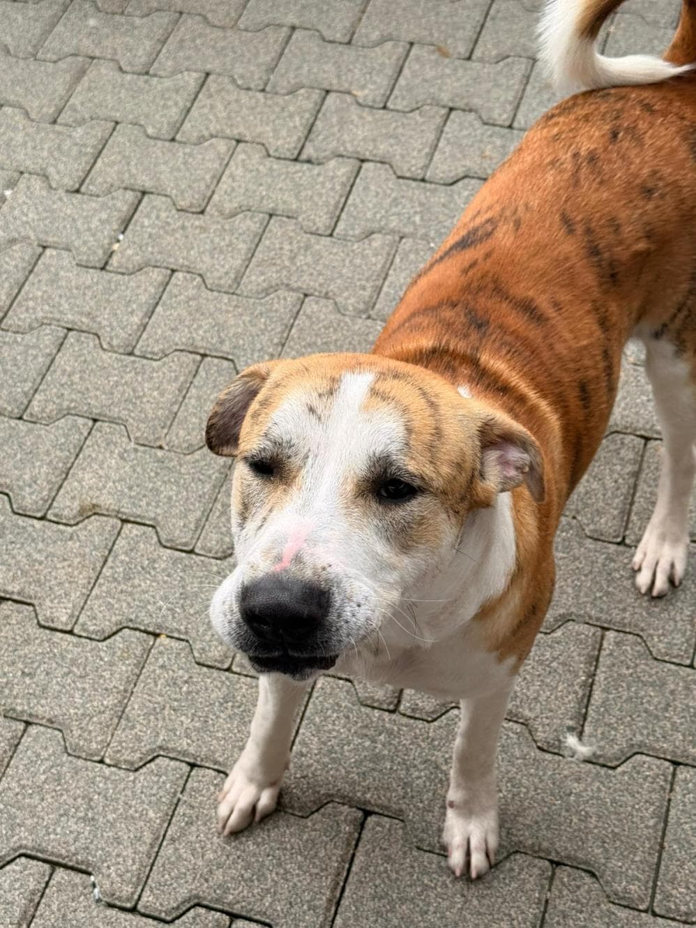 Thor Melez Köpek, İstanbul