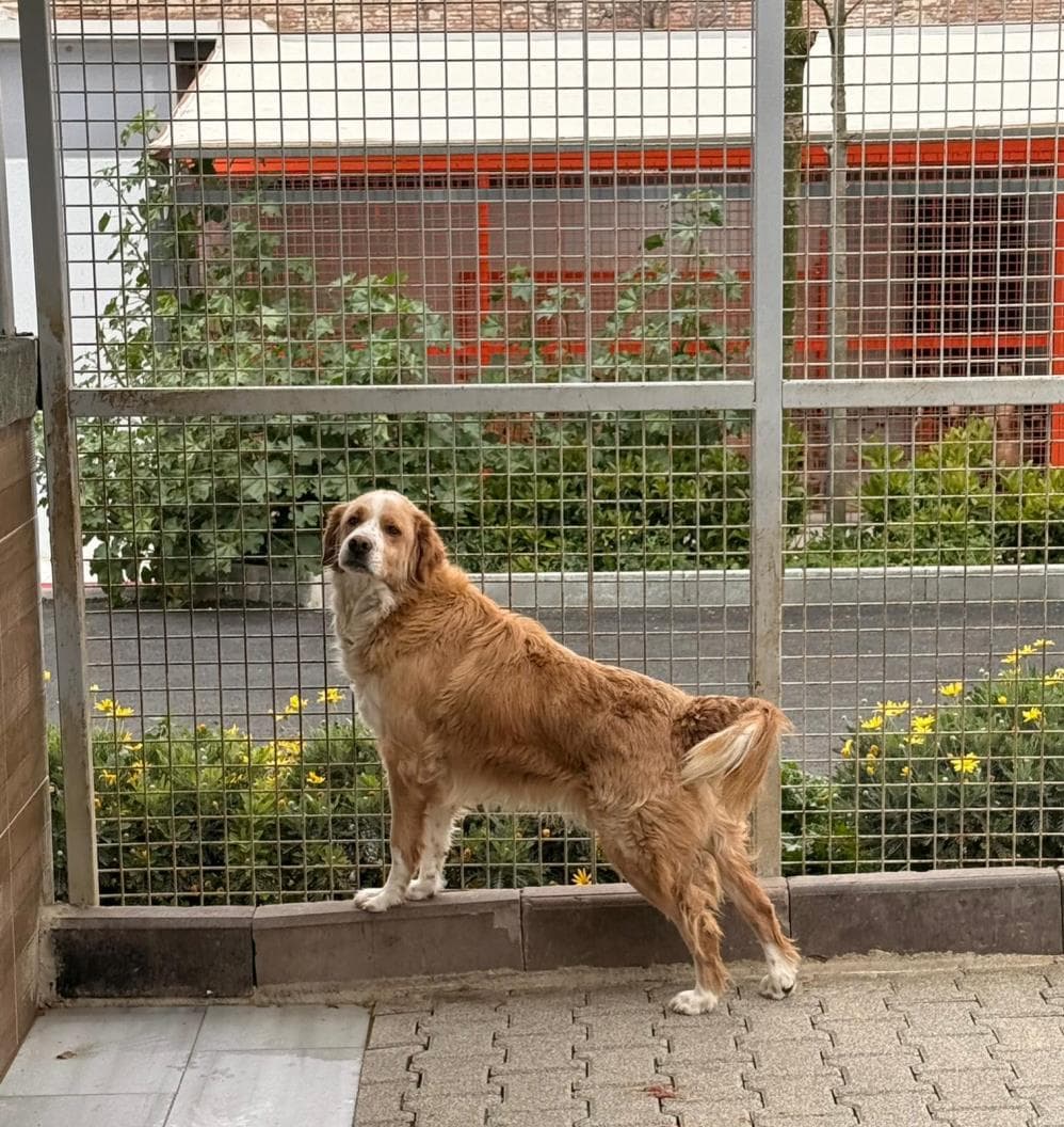 Bambi Melez Köpek, İstanbul