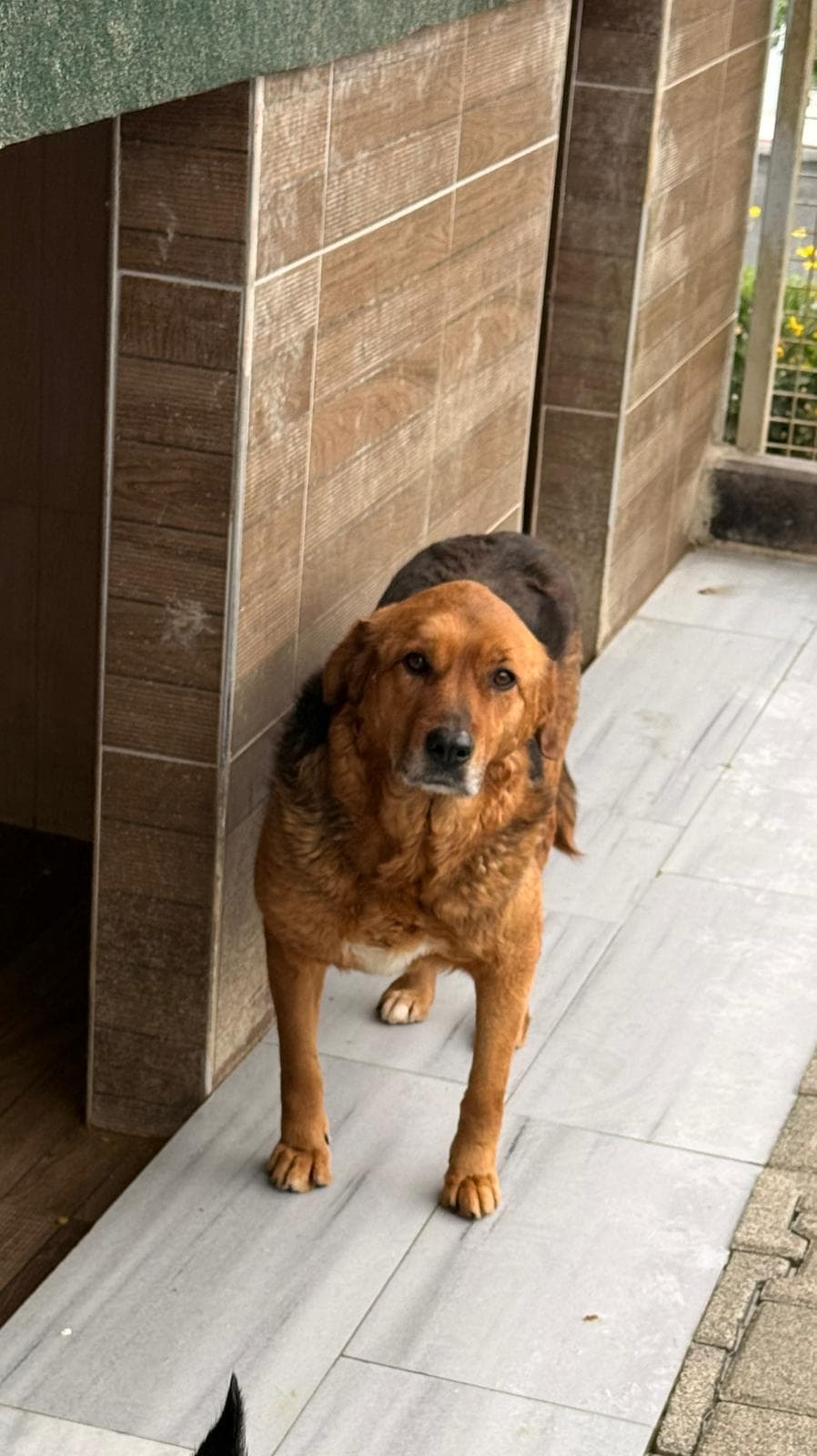 Kyle Melez Köpek, İstanbul