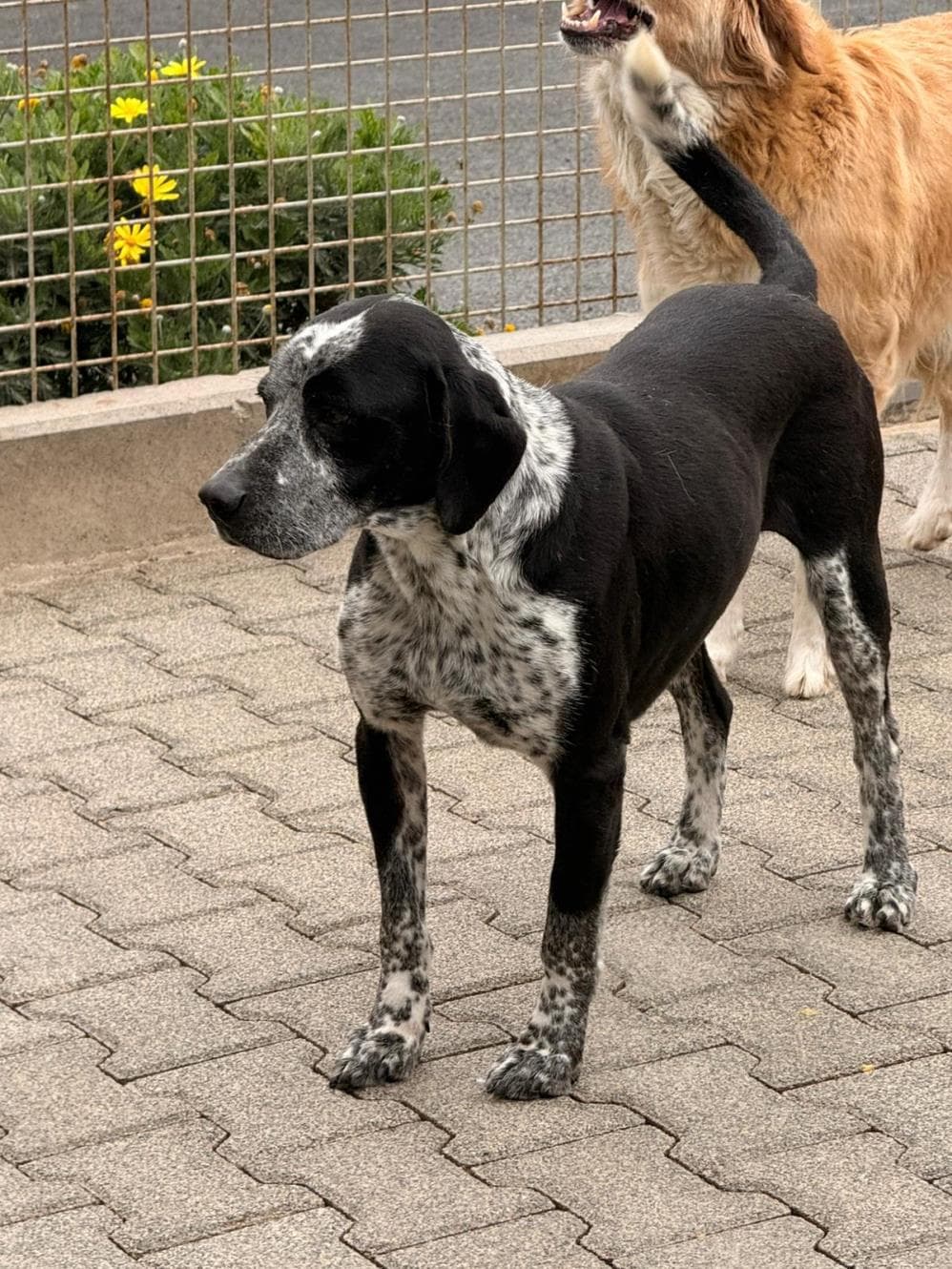 Kara Av Köpeği Köpek, İstanbul