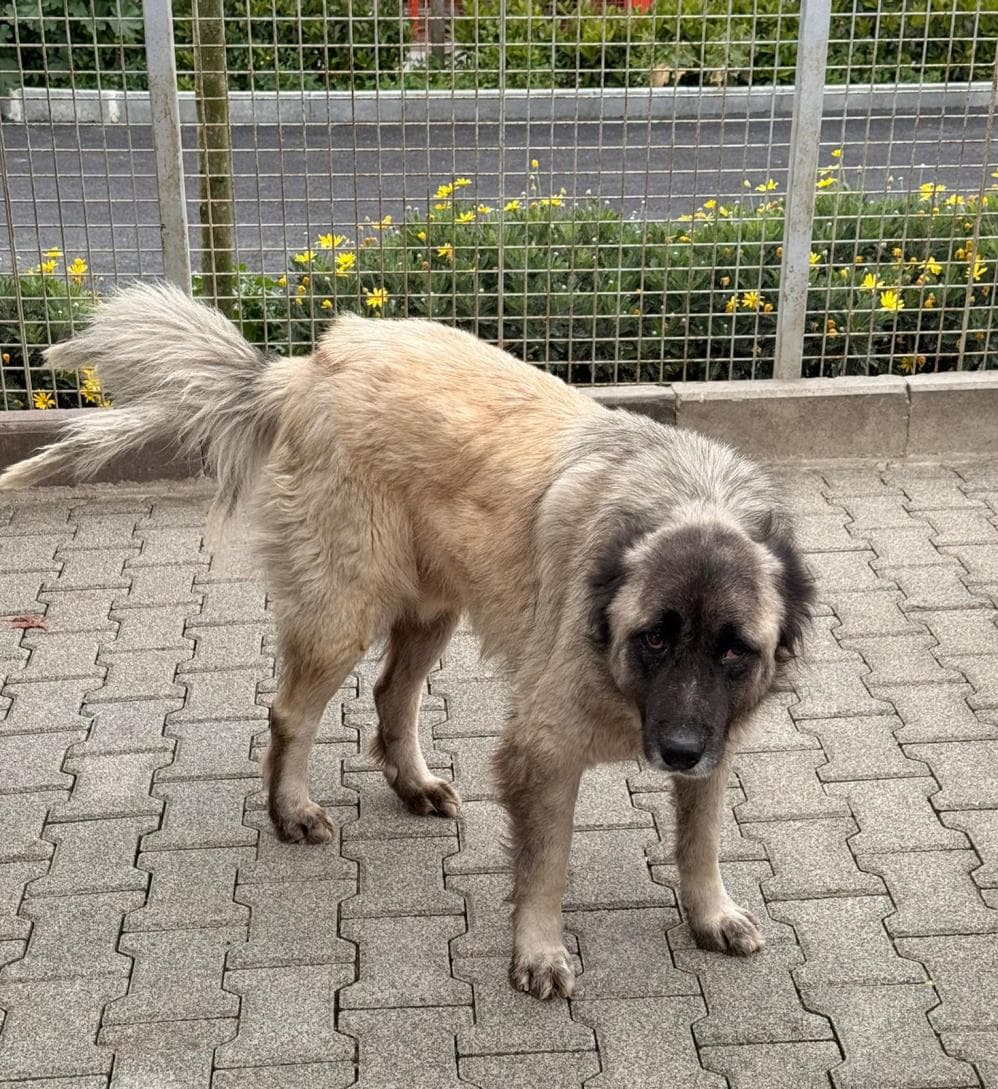 Tosun Çoban Köpeği Köpek, İstanbul