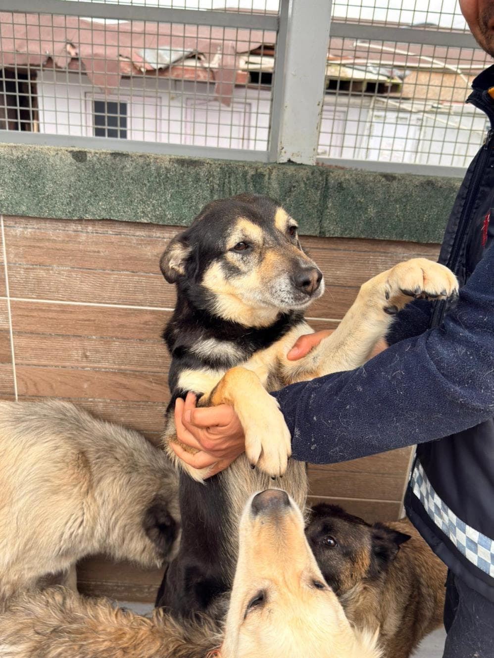 Gümüş Melez Köpek, İstanbul