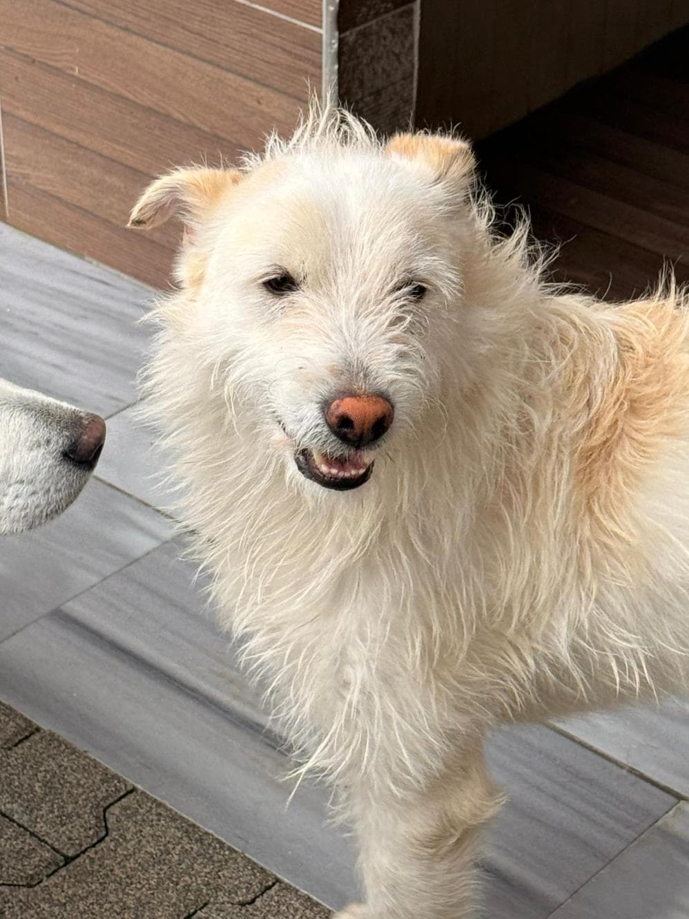 Riri Melez Köpek, İstanbul