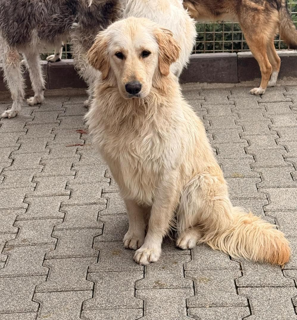 Kali Flat Coated Retriever Köpek, İstanbul