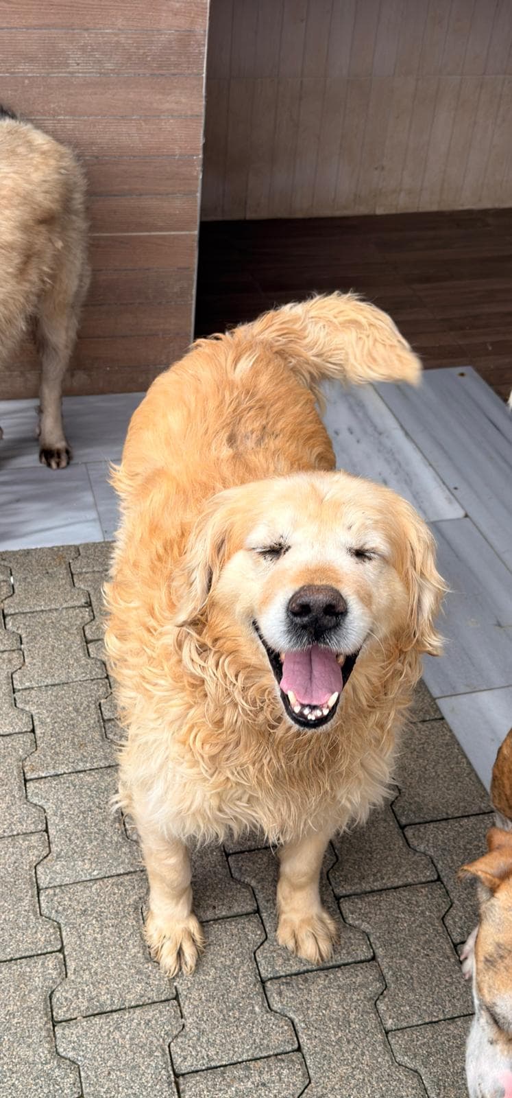 Rex Flat Coated Retriever Köpek, İstanbul