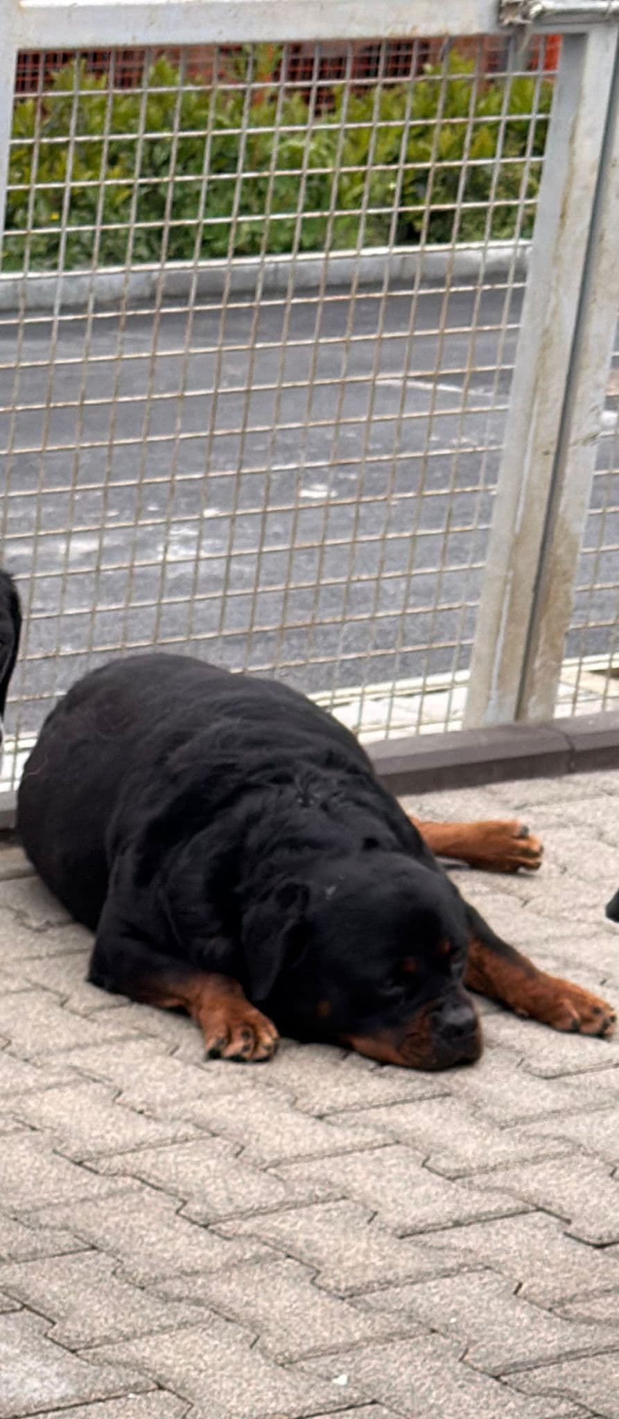 Pars Rottweiler Köpek, İstanbul