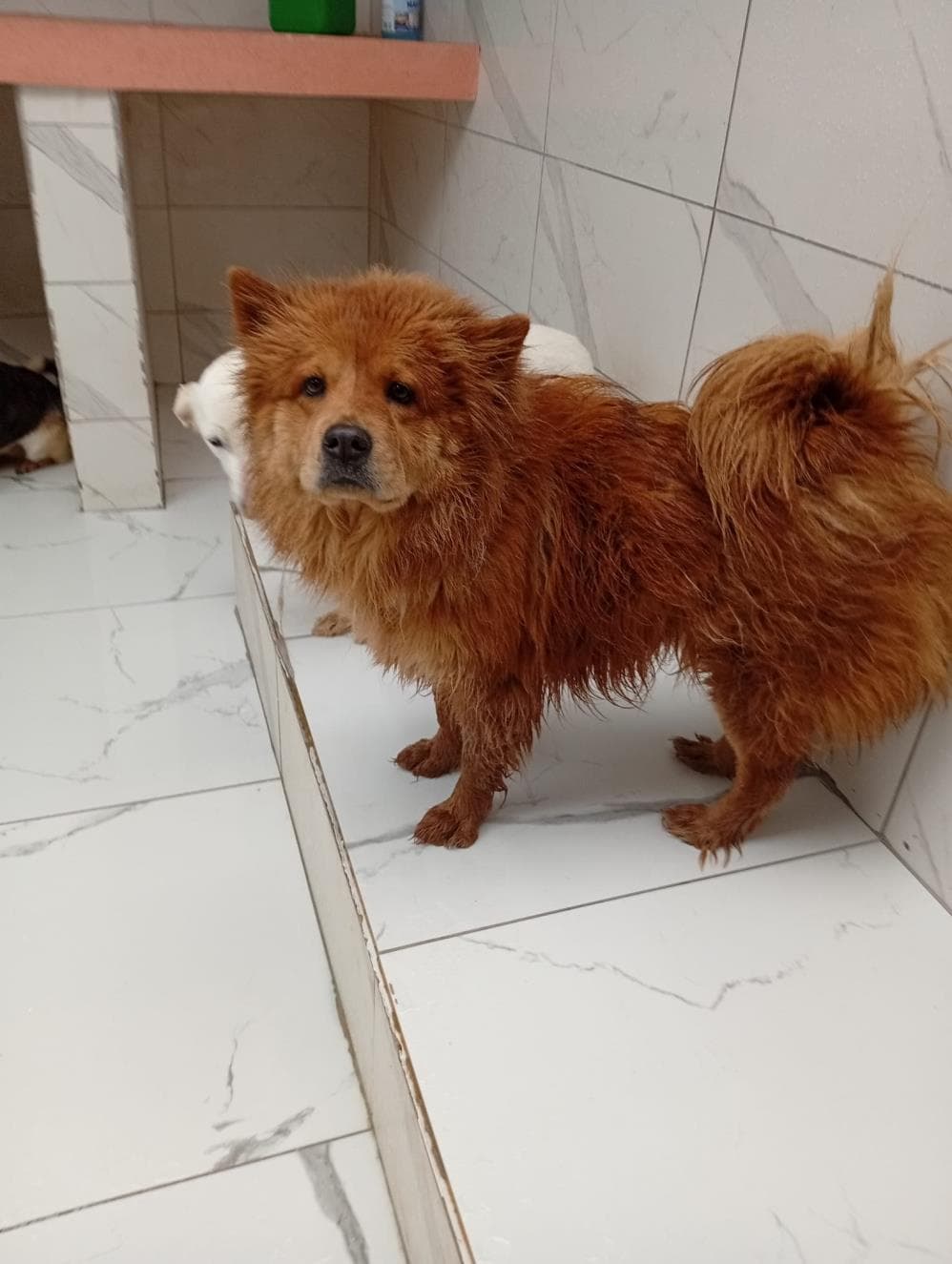 Sosi Melez Köpek, İstanbul