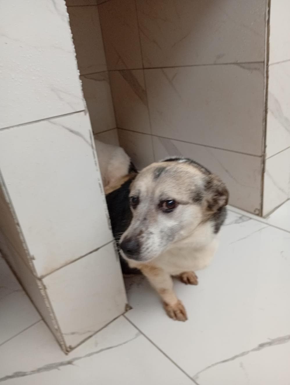 Erko Melez Köpek, İstanbul