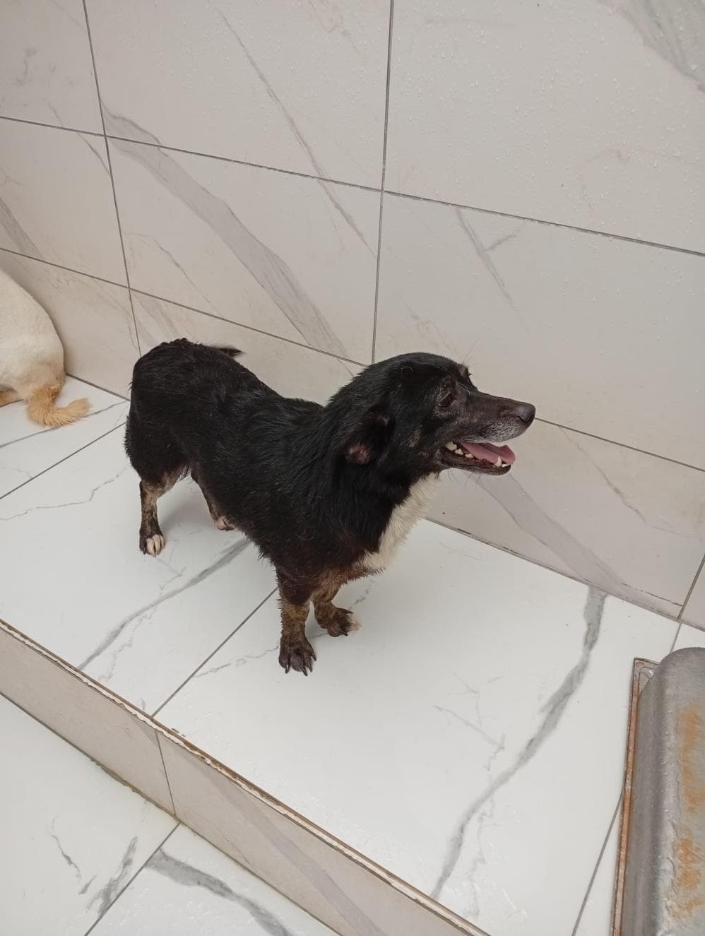Pascal Melez Köpek, İstanbul