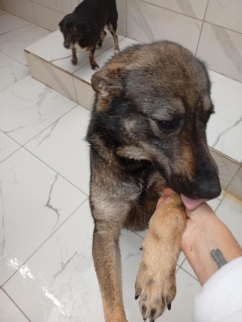 Köpük Melez Köpek, İstanbul