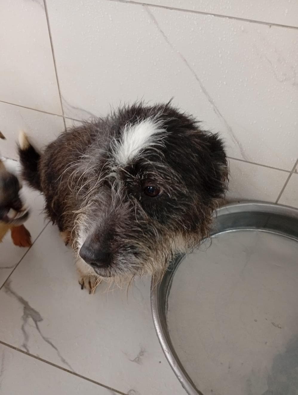 Şanslı Melez Köpek, İstanbul