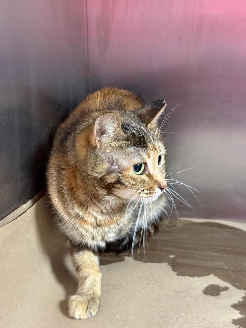 Pumpkin Tekir Kedi, İstanbul