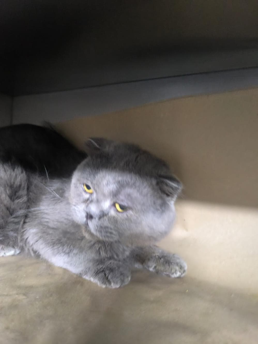 Zeus Scottish Fold Kedi, İstanbul