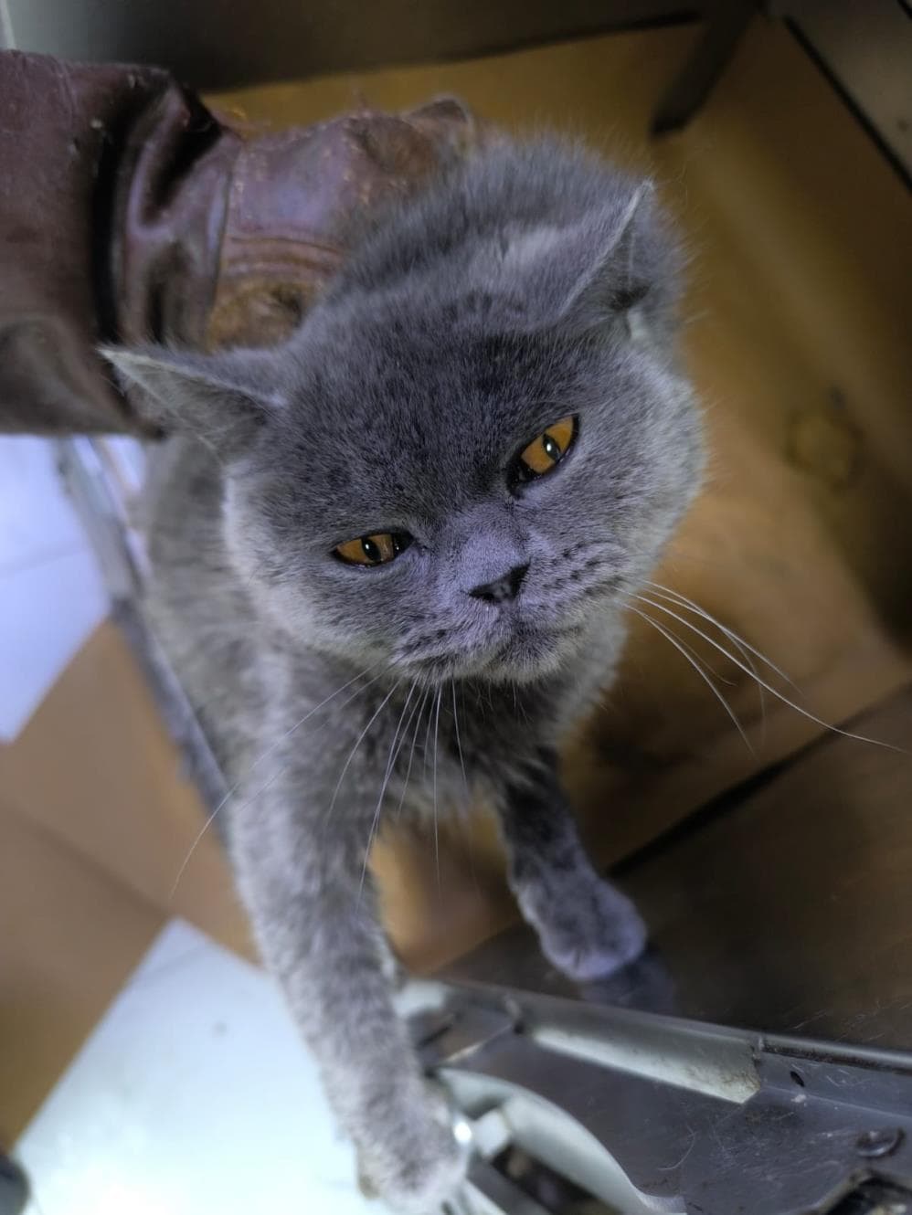Mayıs British Shorthair Kedi, İstanbul