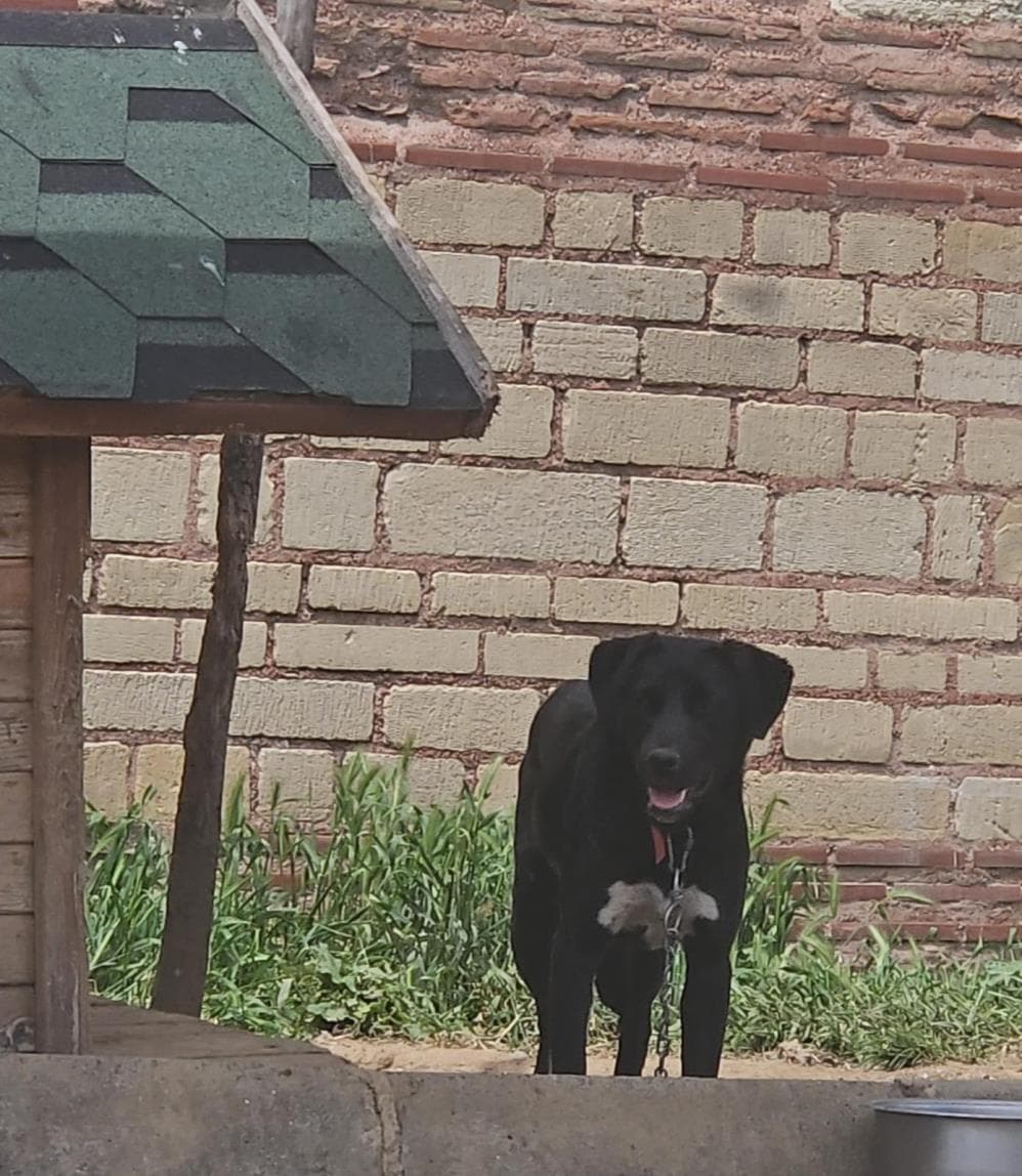 Çiko Melez Köpek, İstanbul