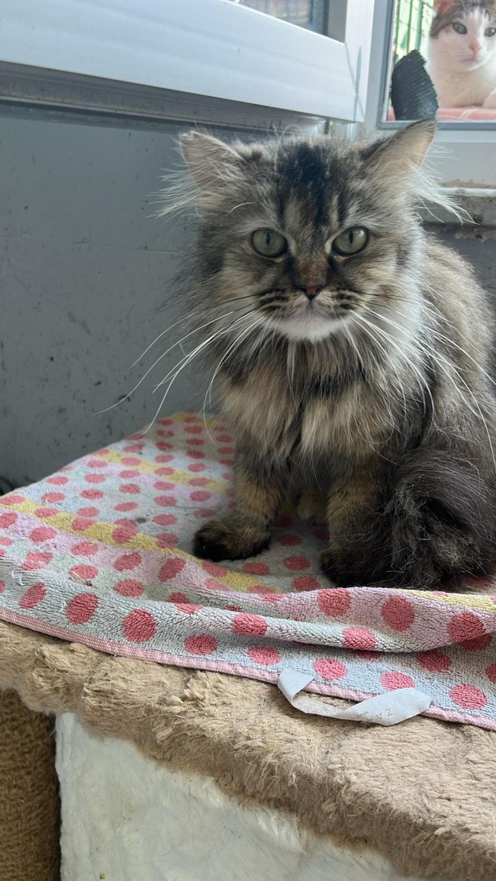 Bihter Melez Köpek, İstanbul