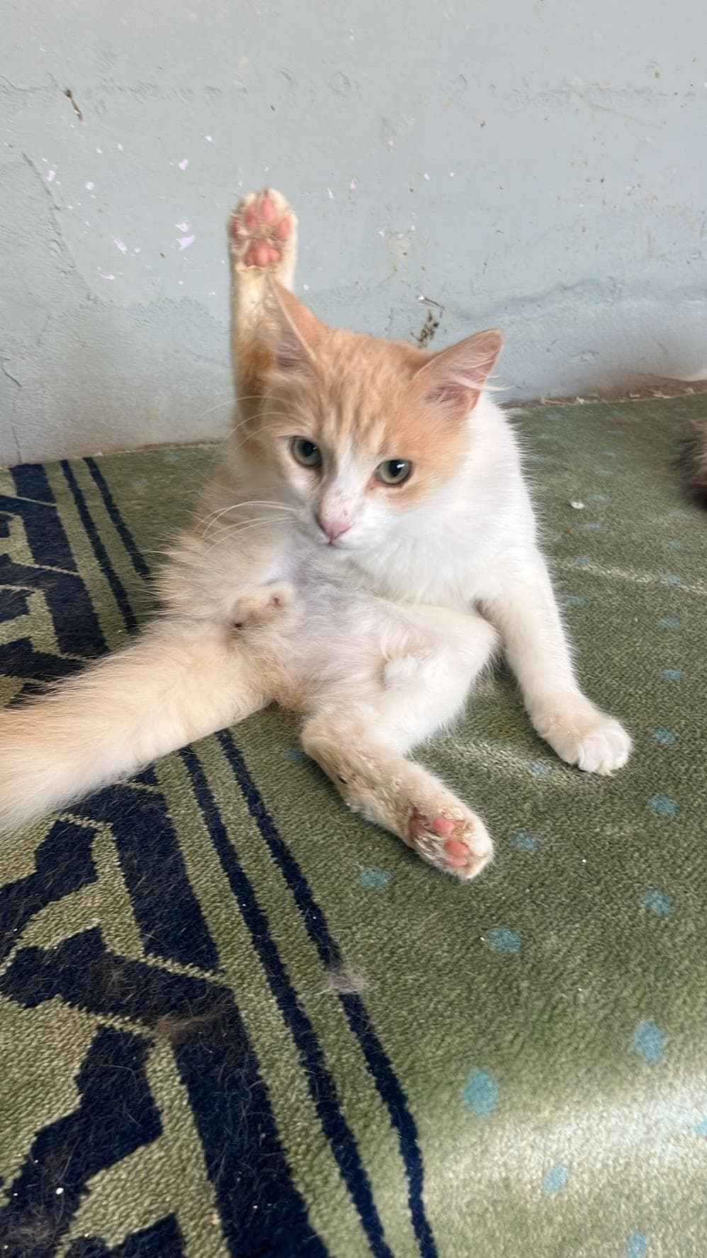 Fatih Melez Köpek Melez Köpek, İstanbul