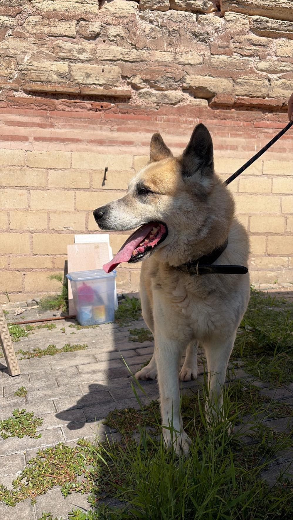 Boyka Samoyed Köpek, İstanbul