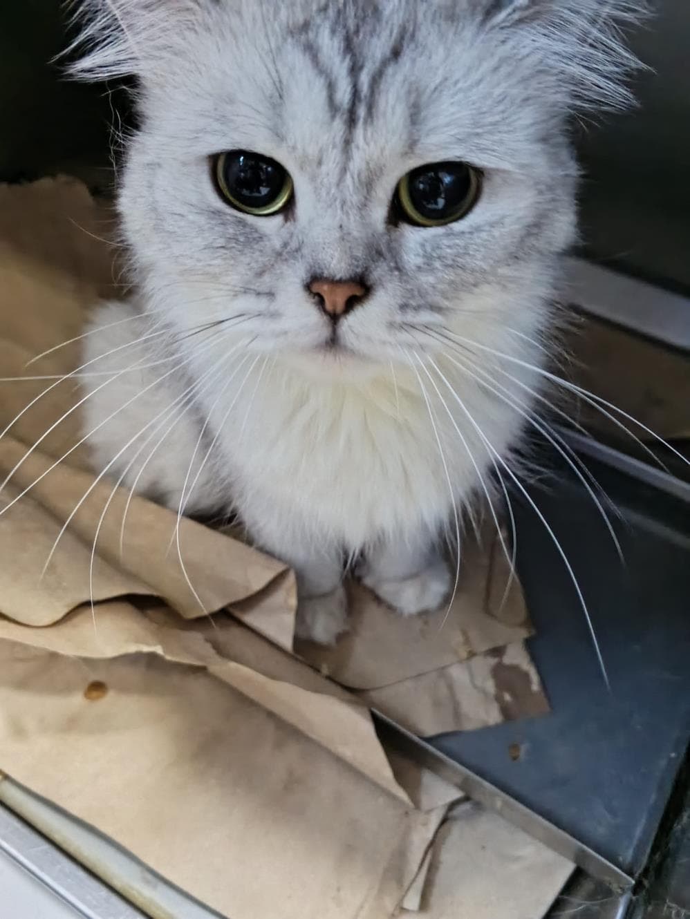 Reçel Melez Köpek, İstanbul
