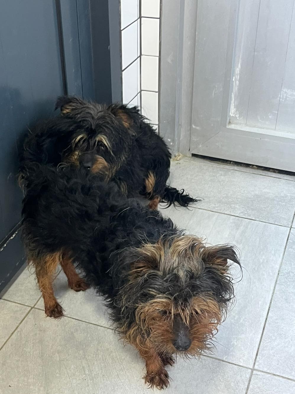 Morkie Terrier Köpek, İstanbul