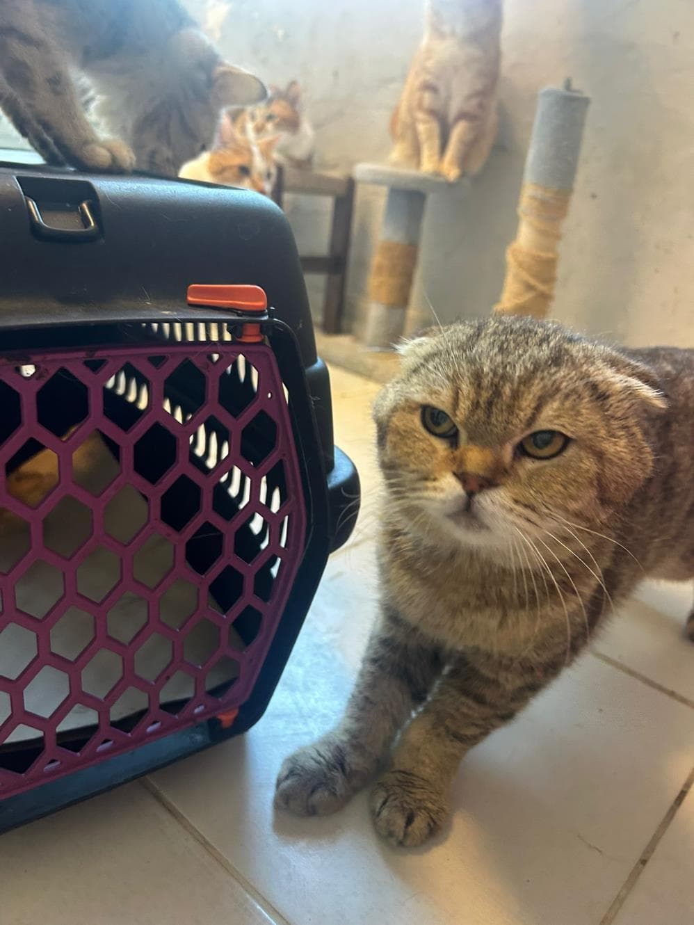 Yulaf Scottish Fold Kedi, İstanbul