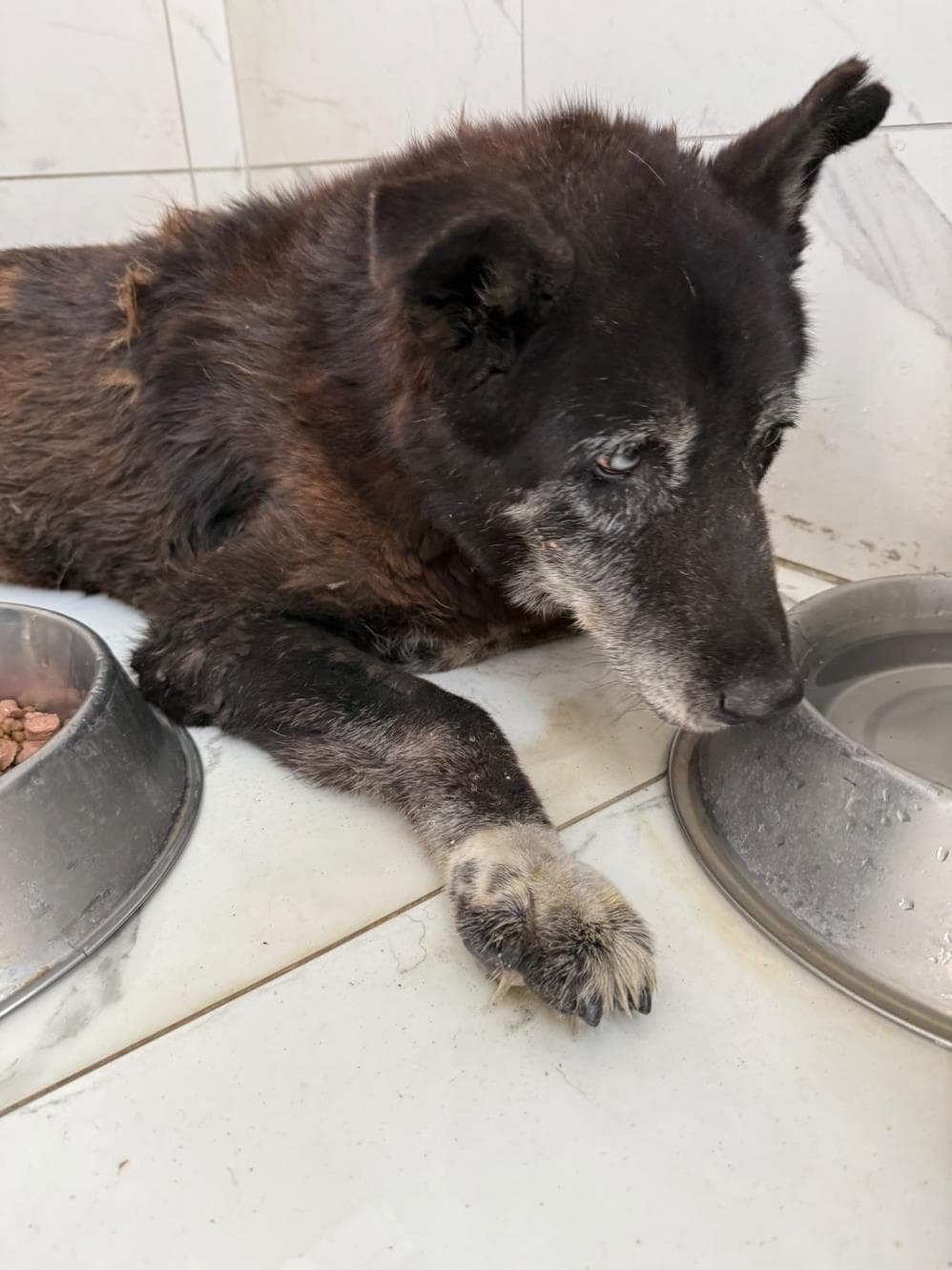 Arko Melez Köpek, İstanbul
