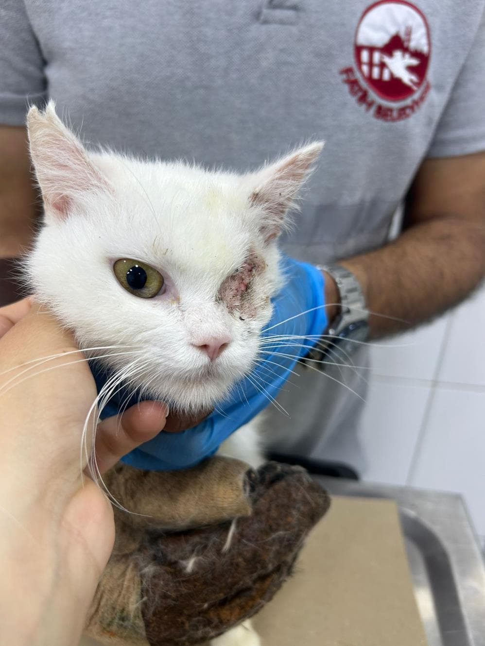Lokum Melez Köpek, İstanbul