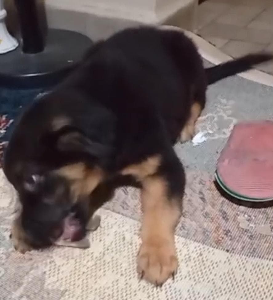 Aslan Melez Köpek, İstanbul