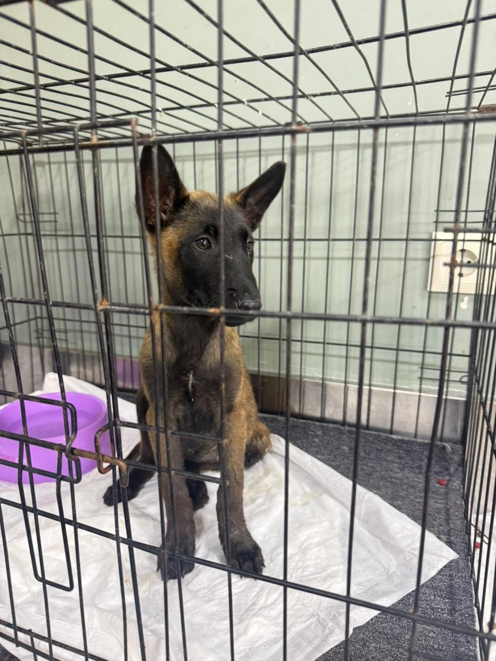 Şila Belçika Kurt Köpeği Köpek, İstanbul