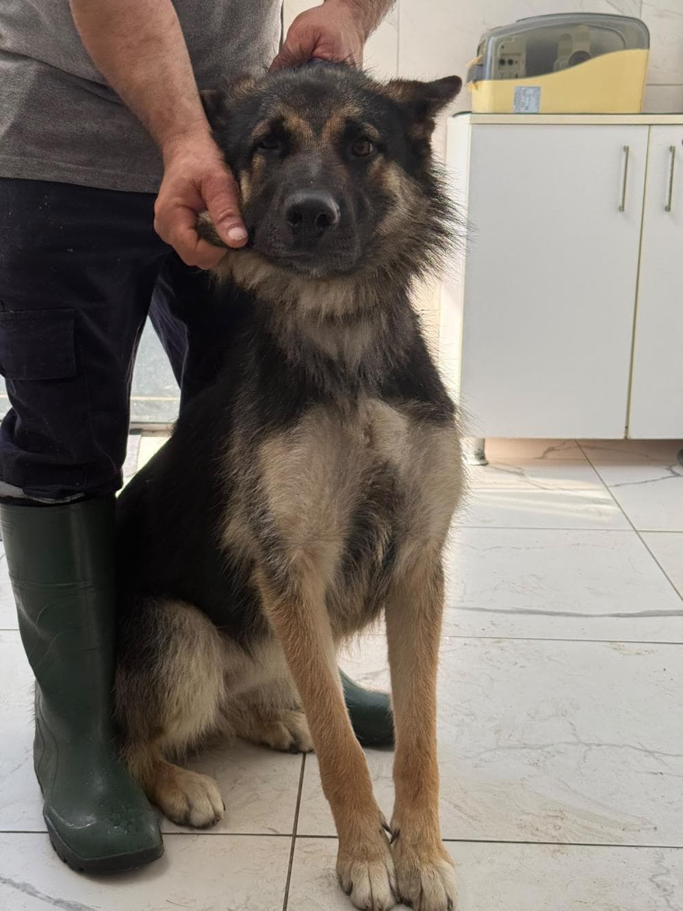 Hera Alman Kurt Köpeği Köpek, İstanbul