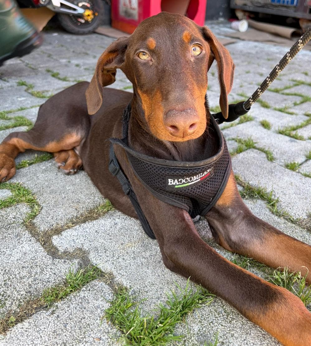 Dogi Doberman Köpek, İstanbul