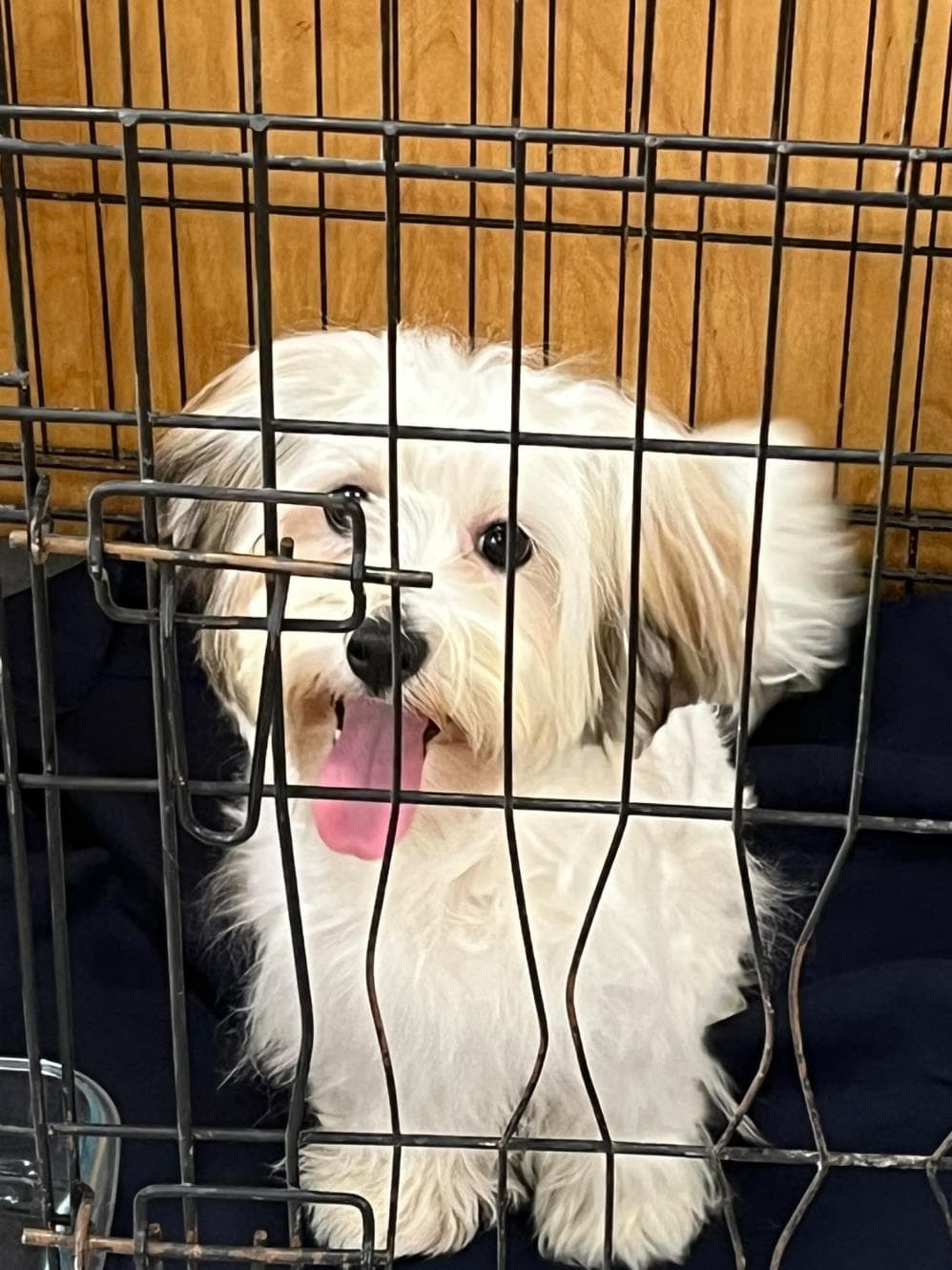 Milka Terrier Köpek, İstanbul